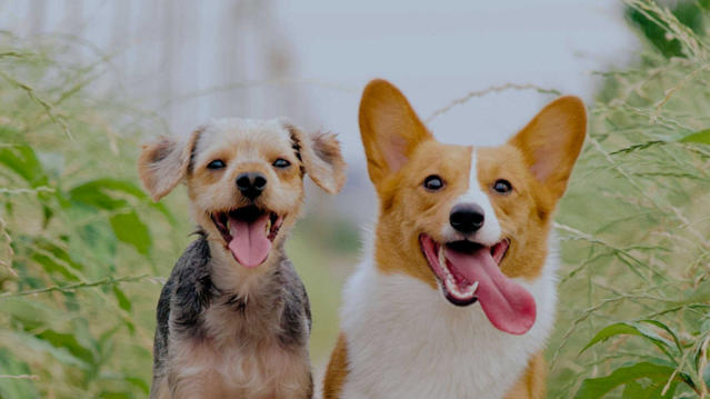 2 dogs smiling at you