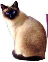 siamese cat